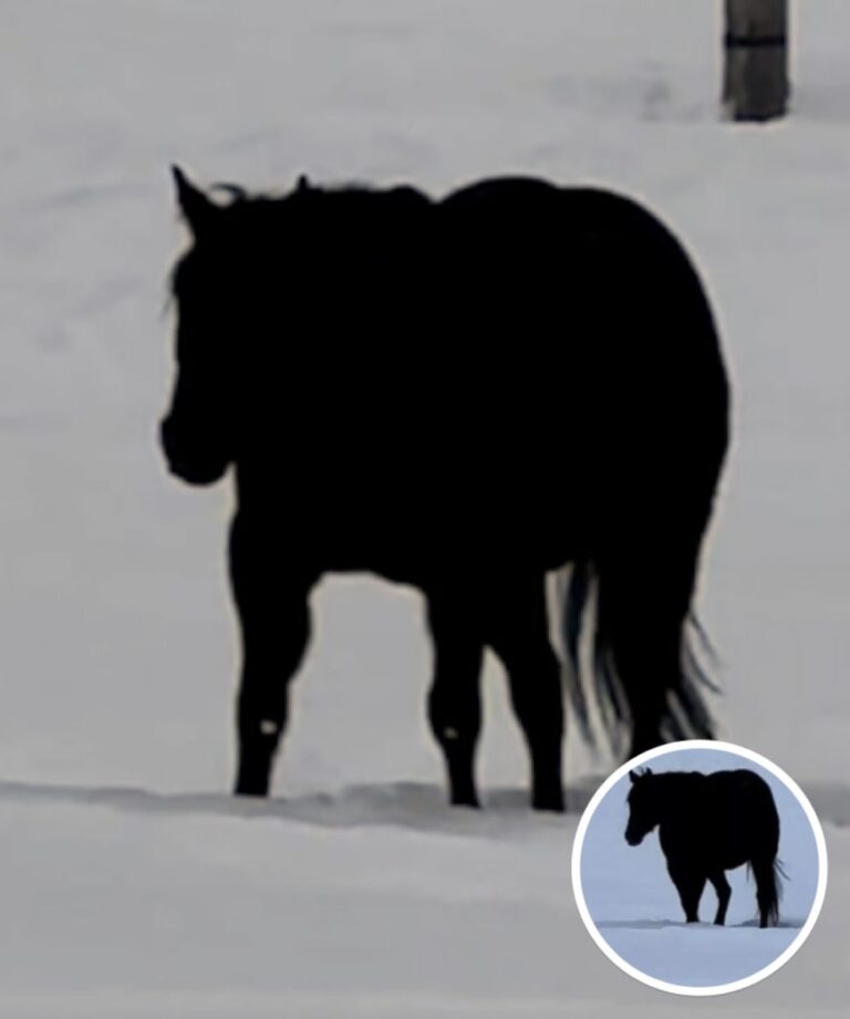 Is This Horse Walking Toward Or Away From The Camera? Here’s The Right Answer