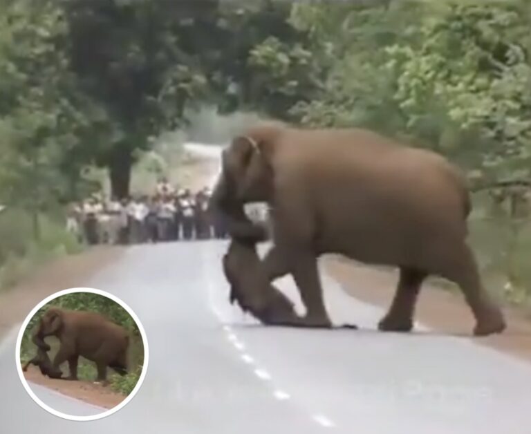 Passersby Stop Dead In Their Tracks When They See What Elephant Is Carrying With Its Trunk Across The Road