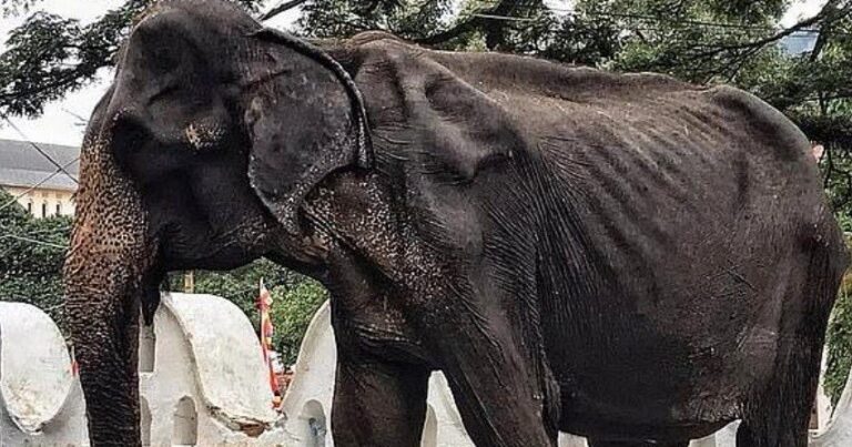Images show a starving, weak 70-year-old elephant forced to walk miles for a festival