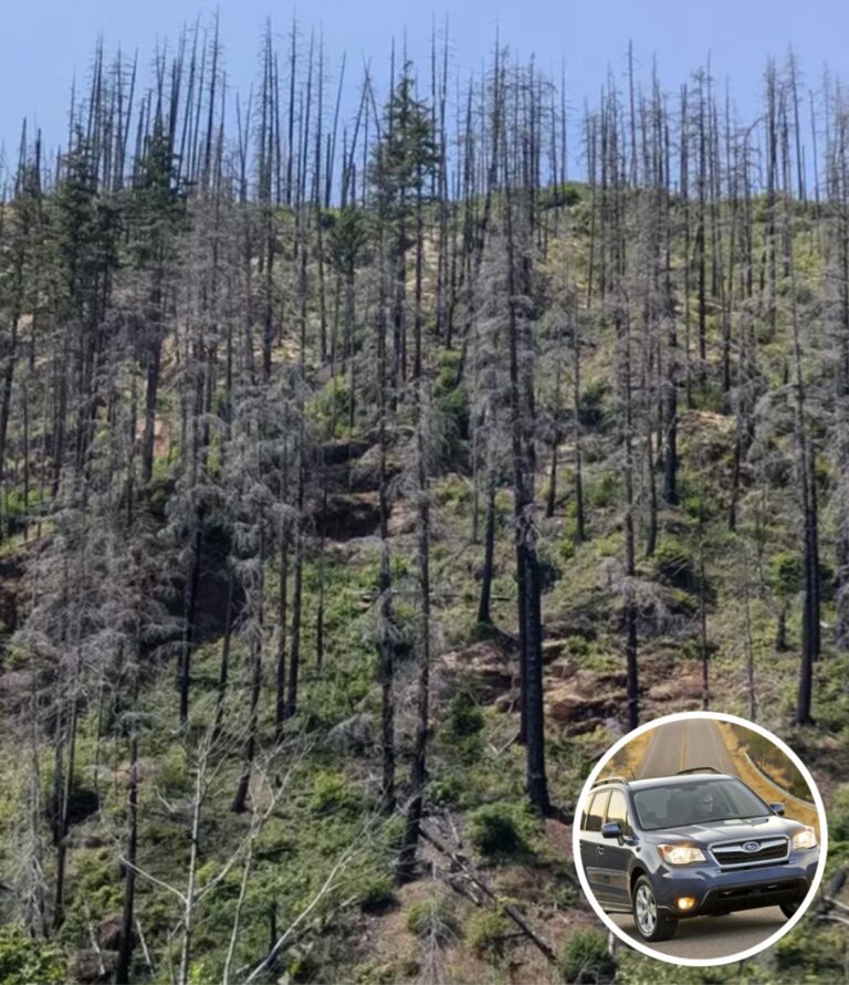 Only People With ‘Eagle Eyes’ Can Spot The Hidden Car In This Photo Of A Forest