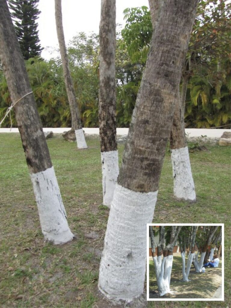 If You Spot A Tree Painted White, Here’s What It Means