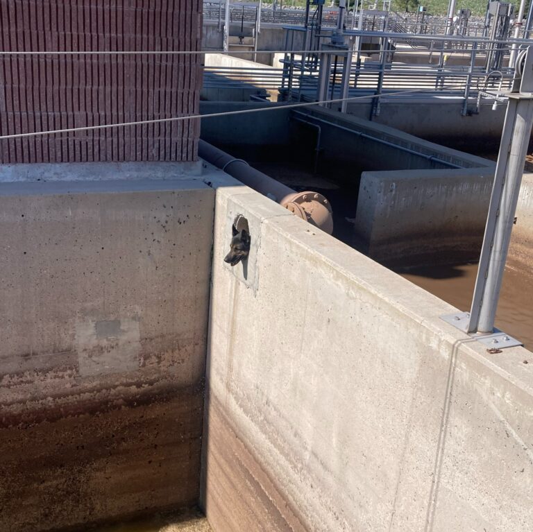 Adventuresome Shepherd Rescued from Sewage Pipe