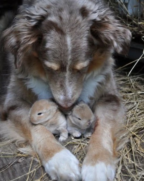I CAUGHT MY DOG HIDING SOMETHING, AND IT CHANGED EVERYTHING I THOUGHT I KNEW