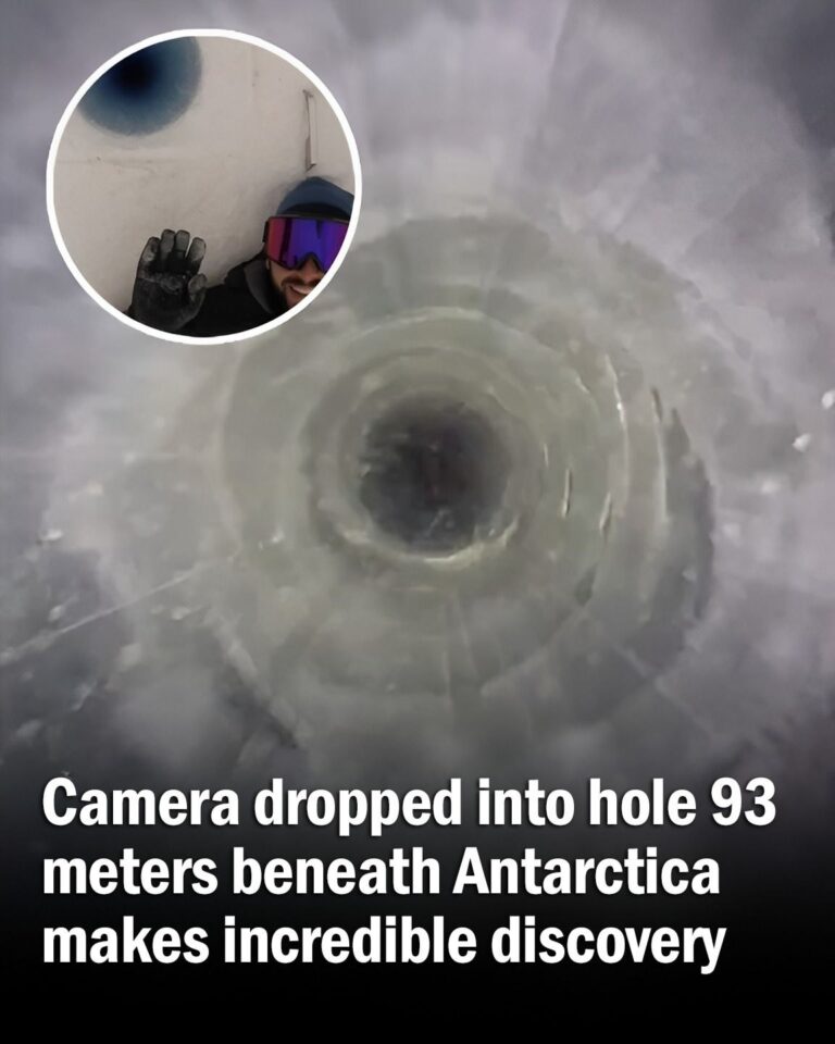 Camera Lowered Into Hole 93 Meters Beneath Antarctica Makes Stunning Discovery