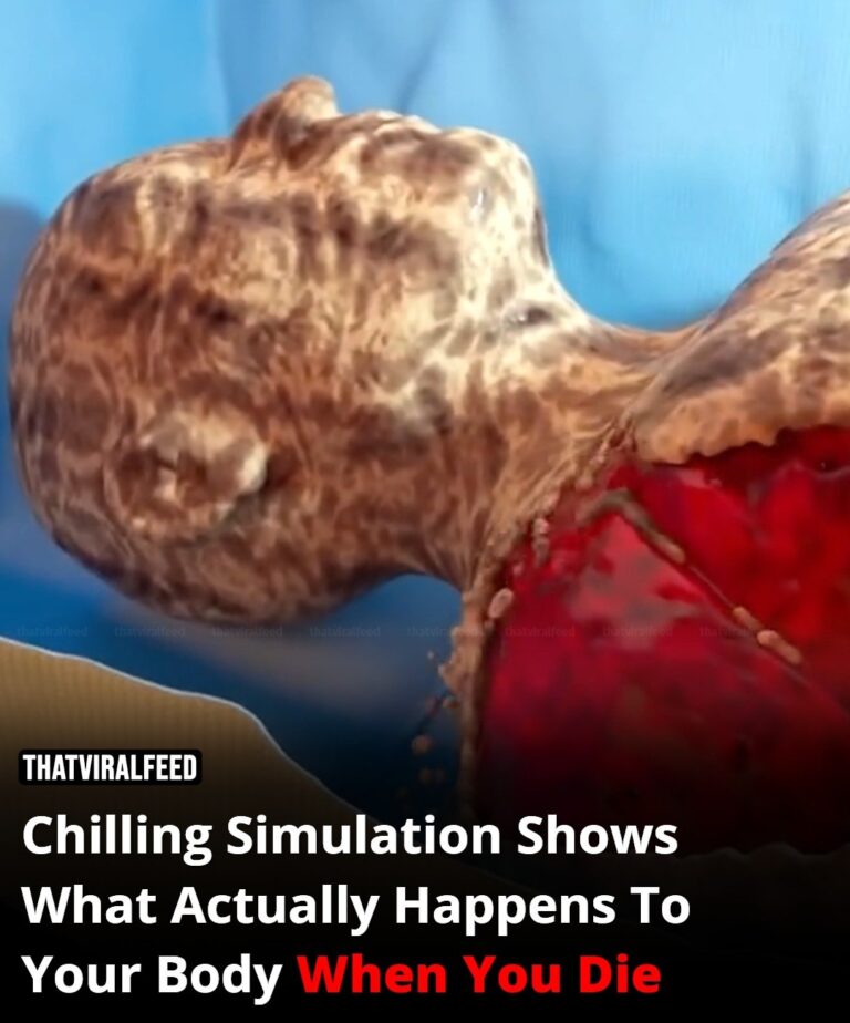 Simulation Reveals What Your Body Really Goes Through After Death