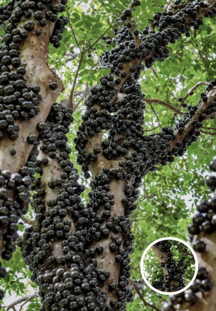 Rare Tree Turns Heads, People Stunned When They Realize What Grows On Its Trunk