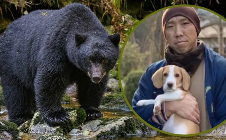 From Unwanted to Unforgettable: Rescue Dog Saves Buddhist Monk From Bear Attack in Japan
