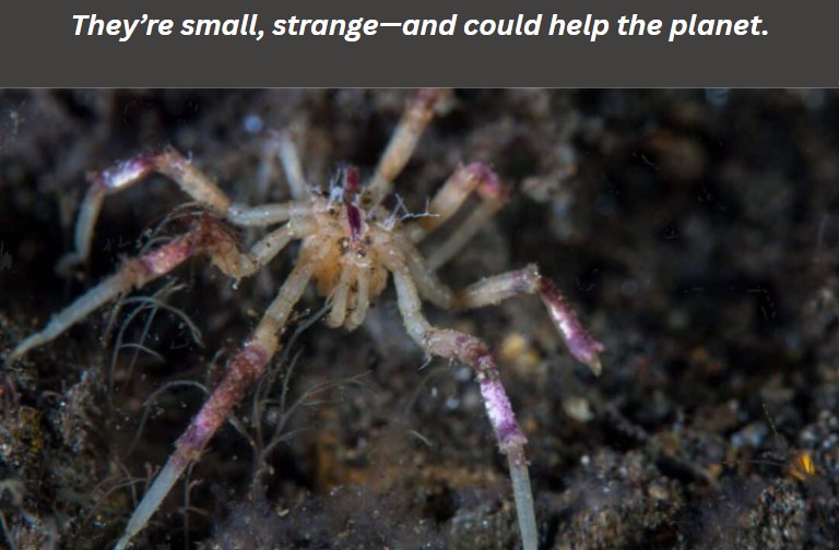 Newly Discovered Sea Spiders Feed on Methane-Bacteria, Offering Clues to Deep Ocean Ecosystems