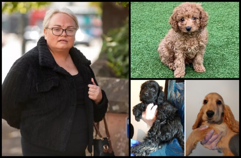 CONVICTED (2025) | puppy farm dealer Julie Taylor, born 8 July 1983, of 27 David Dale Avenue, Stewarton, Kilmarnock KA3 3AX – sold dogs riddled with disease from her council house.