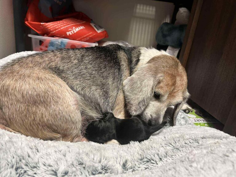 Shelter Staff Shocked When Elderly Dog Delivers a Puppy