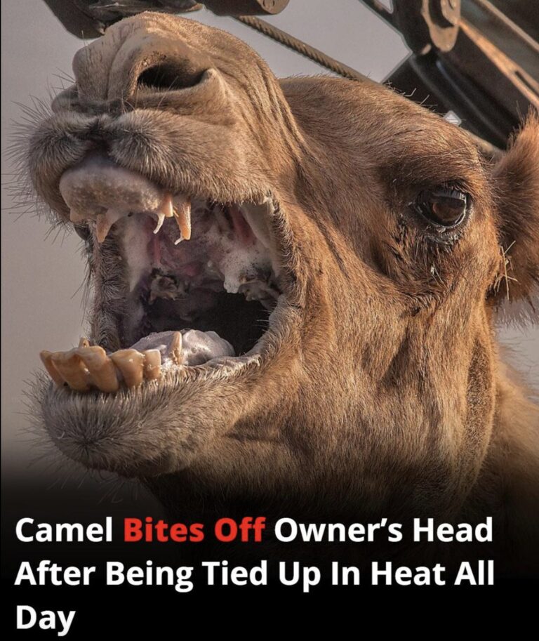 Neglected camel kills owner after hours tied in scorching heat