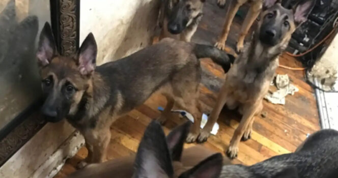 40 starving dogs rescued from NYC apartment – see them now