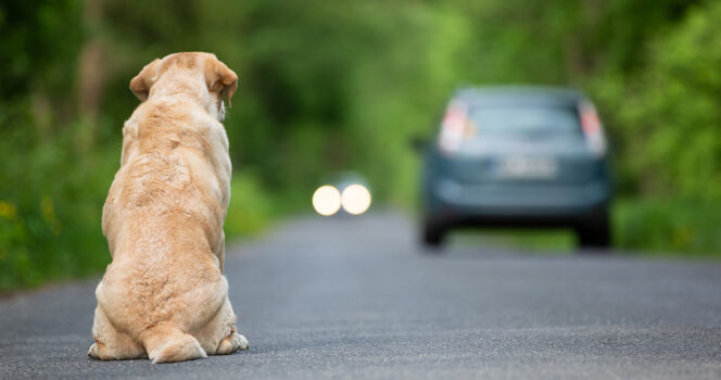 Abandoned dog scans every house in neighborhood for family