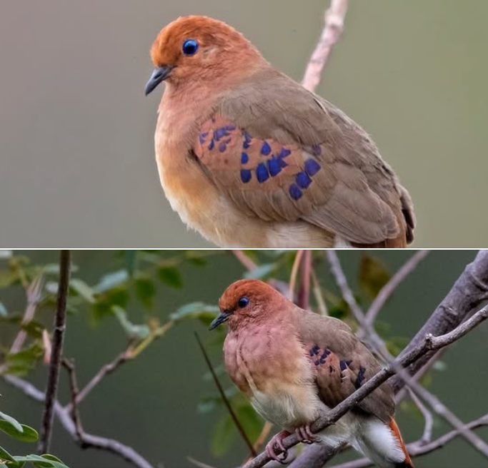 UK Zoo Plays Key Role in Hatching Three of the World’s Rarest Birds: The Blue-Eyed Ground Dove