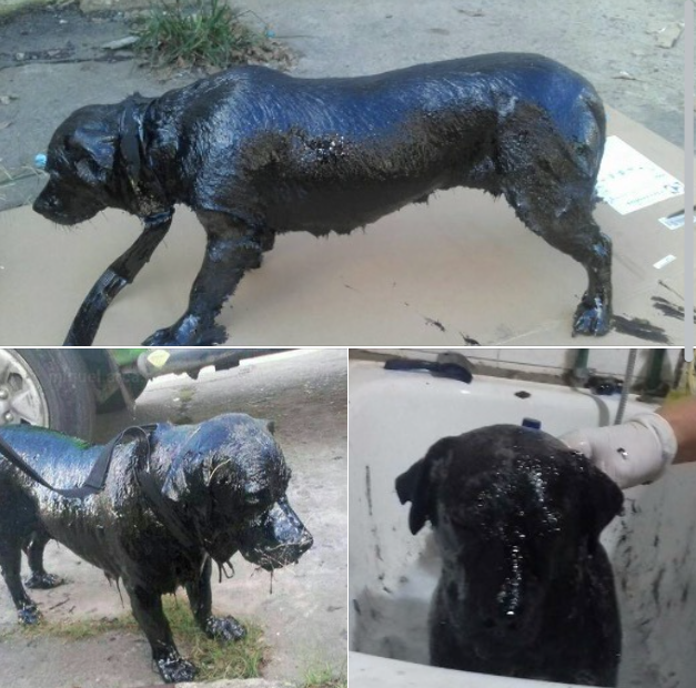 Now we pay tribute to the animal lovers who saved the dog completely covered in tar – what heroes!