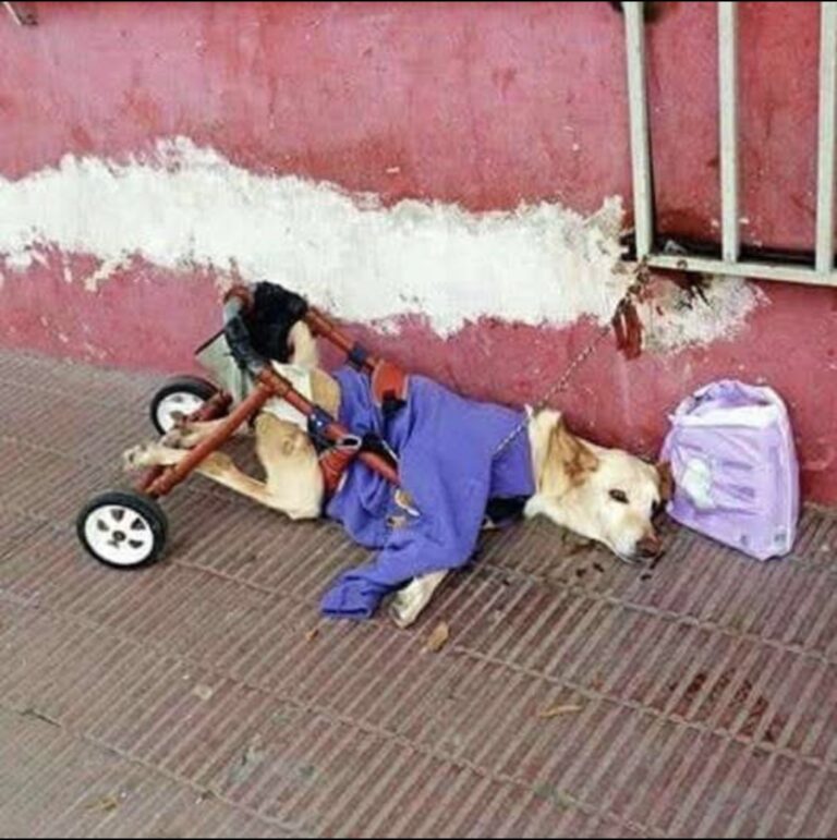 Disabled dog abandoned with a bag of diapers and a note