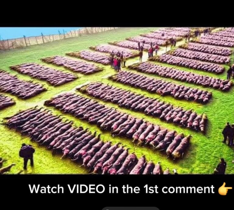 If The Drone Didn’t Capture THIS, No One Would Believe It! This Happens Once In A Lifetime!Video below