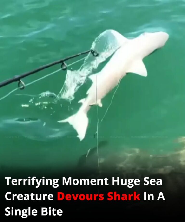 Terrifying Moment Huge Sea Creature Devours Shark In A Single Bite