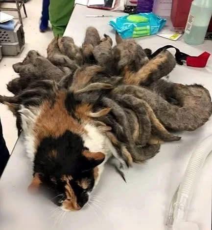 When they discovered this poor creature on the street, they were shocked. After bringing her to the local rescue they quickly got to work. Her after pictures and transformation are heartbreaking