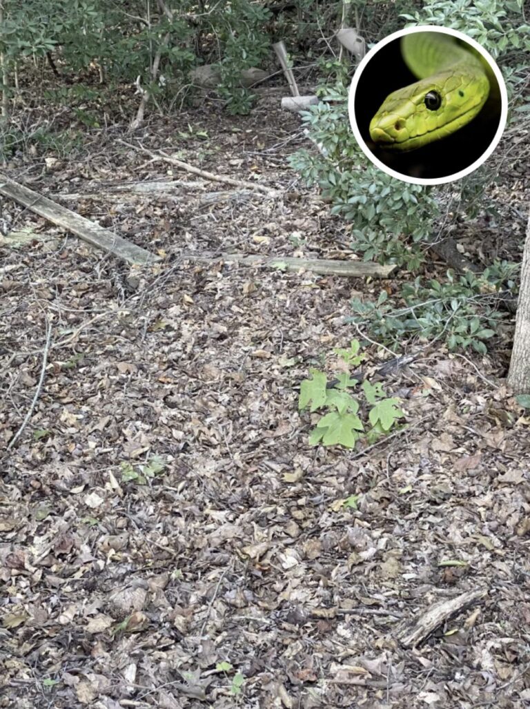 Only Eagle-Eyed People Can Spot The Hidden Snake In This Photo