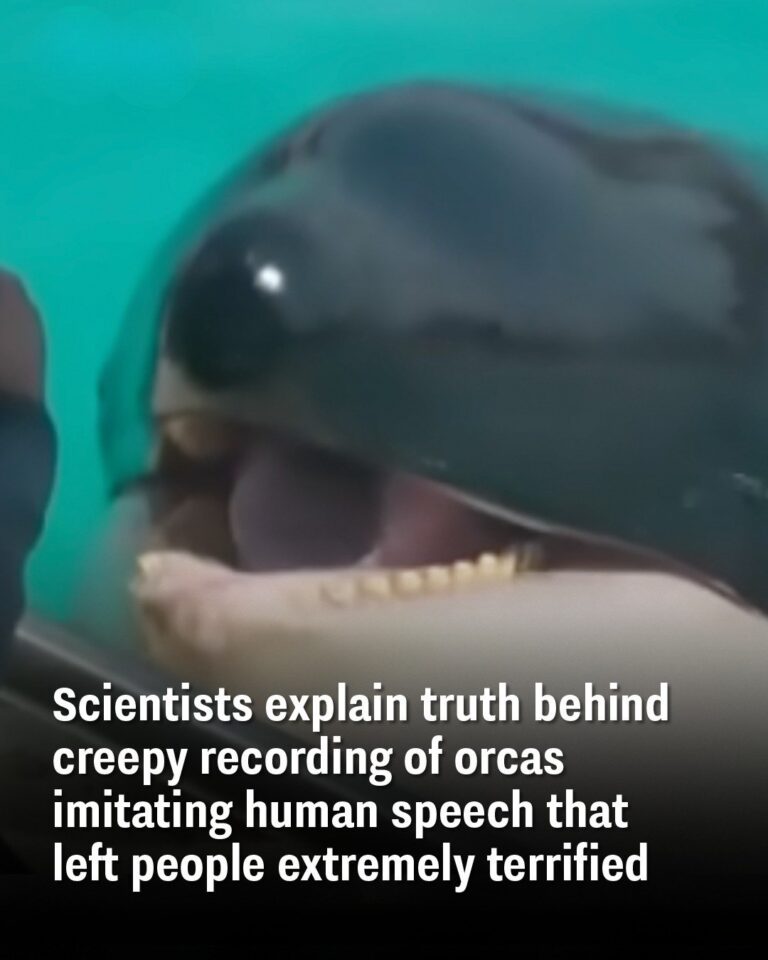 Scientists explain truth behind creepy recording of orcas imitating human speech that left people extremely terrified