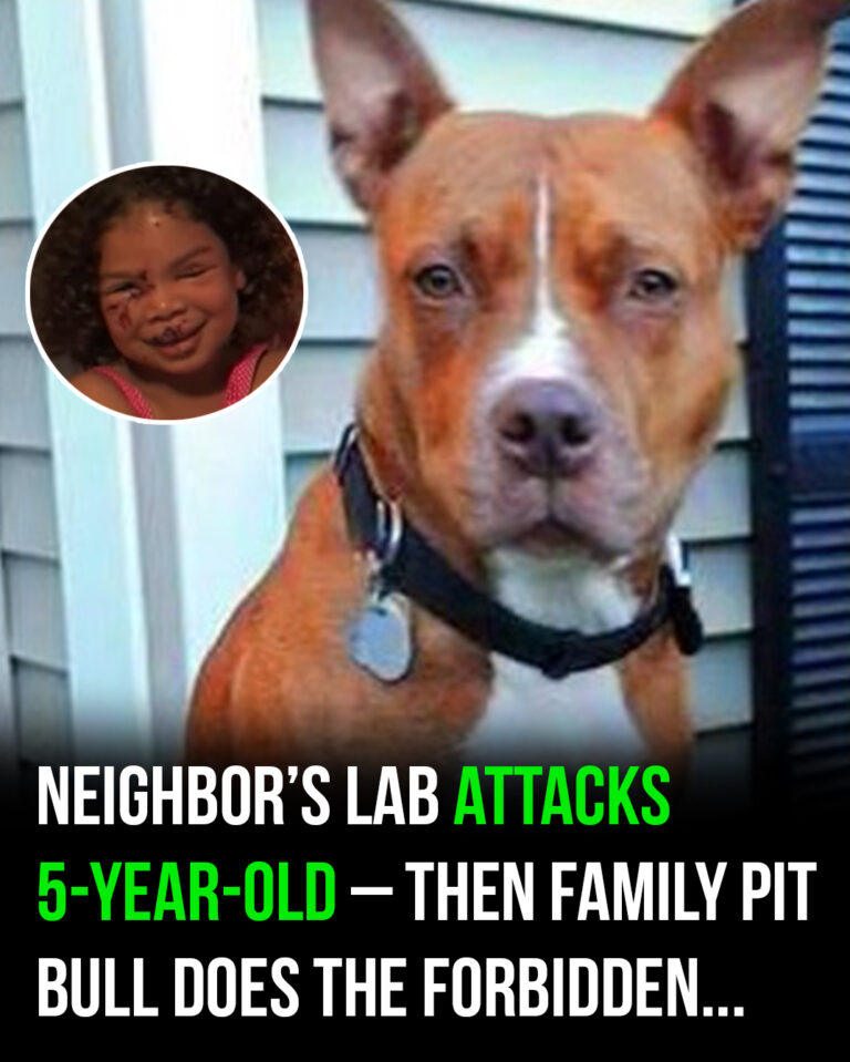 5-year-old gets bitten by neighbor’s labrador – this sets off the family pit bull who does the unimaginable