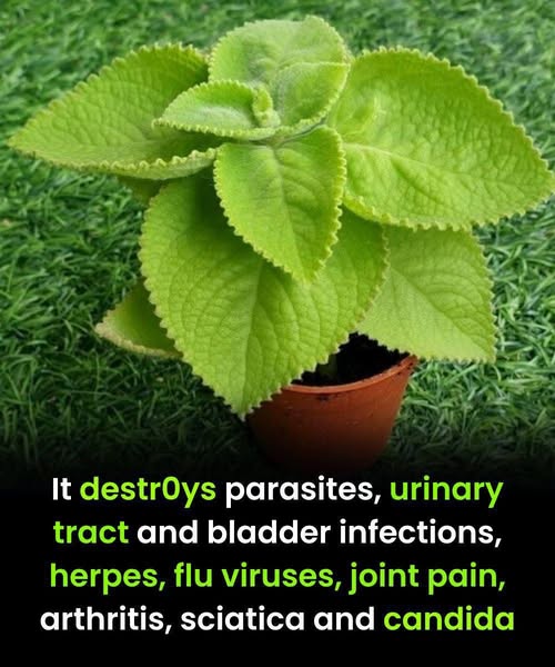 How This Herb Supports Your Stomach