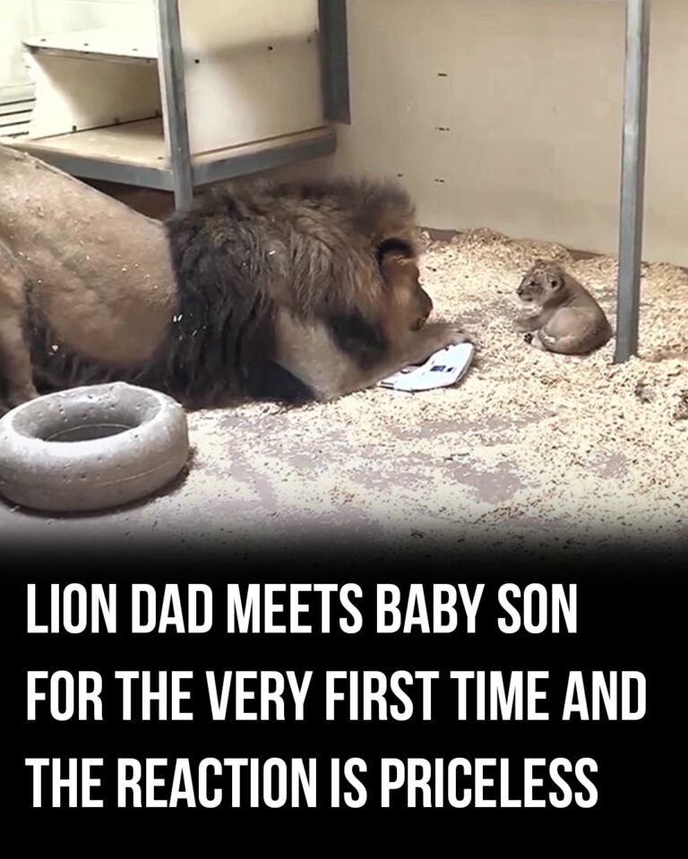 Lion Dad’s Adorable First Meeting with His Cub Melts Hearts Worldwide