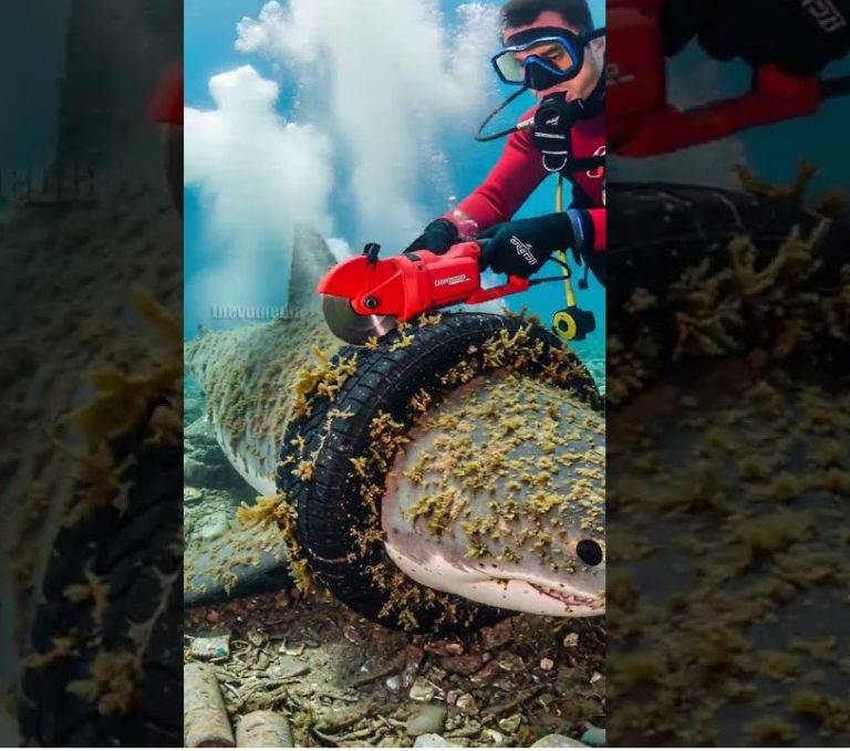 The morning sun shimmered over the ocean, scattering diamonds of light across the waves. For marine diver Lucas Miller, it was supposed to be an ordinary day — a routine dive near a coral reef he had explored hundreds of times before. Equipped with his oxygen tank, camera, and a deep love for the sea, he descended slowly into the blue silence.