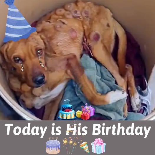 Boby’s Journey: From Suffering to Hope – A Birthday Celebration of Resilience