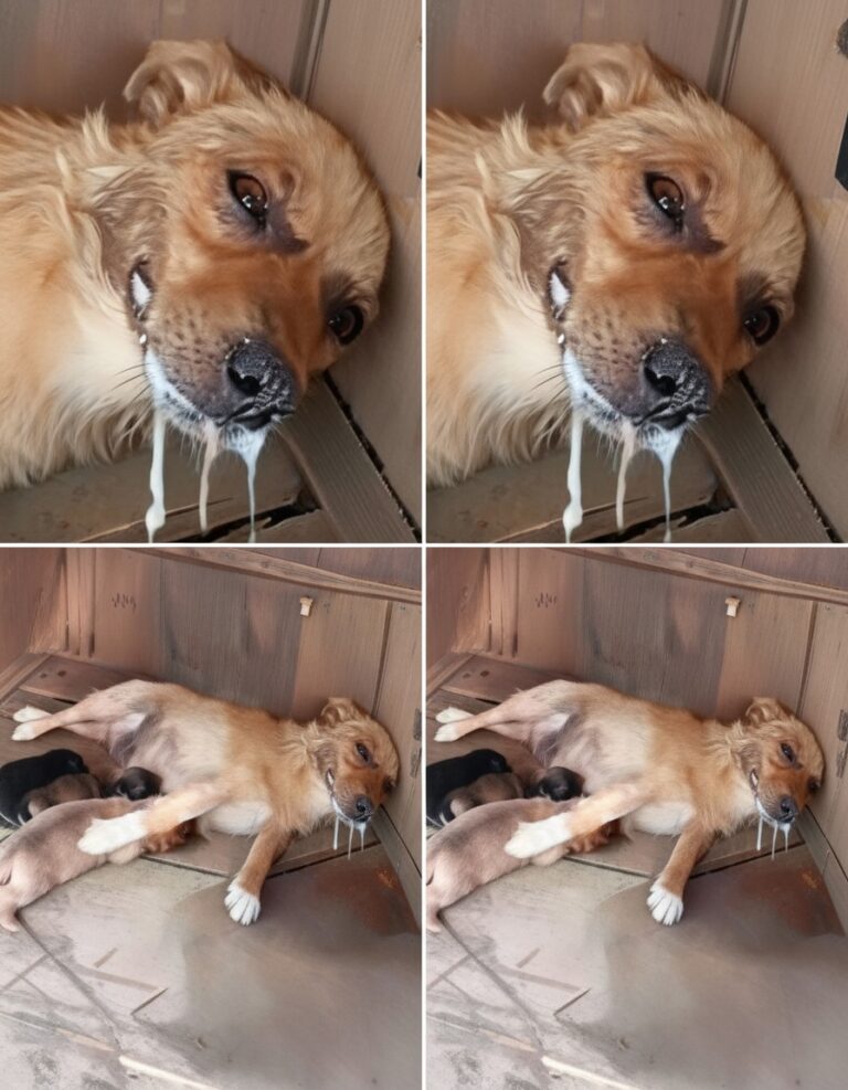 A Mother’s Ultimate Sacrifice: The Heart-Wrenching Saga of a Poisoned Dogv