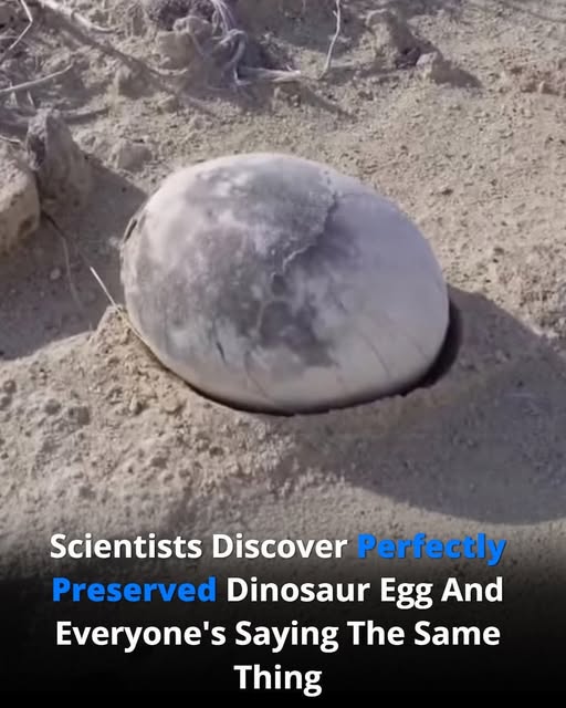 Scientists Discover a Perfectly Preserved Dinosaur Egg