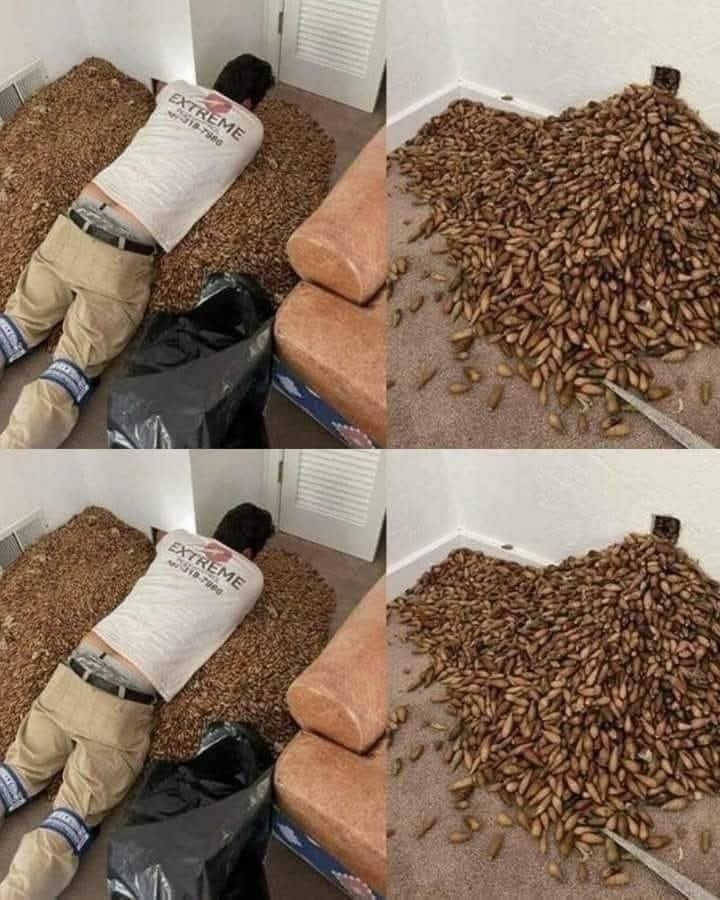 A man smells a strong smell in his house, when he finds out that he opens the wall he finds…