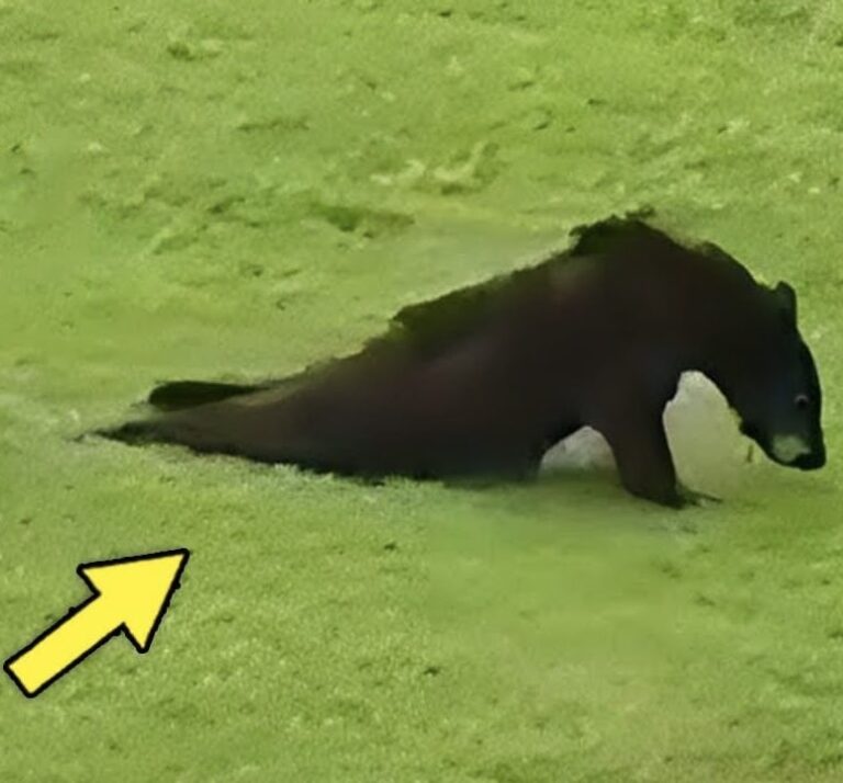 Dying Bear With Broken Leg Enters Village & Begs For Help. What Happens Next Is Unbelievable!🥹Check out the video in the first comment 👇