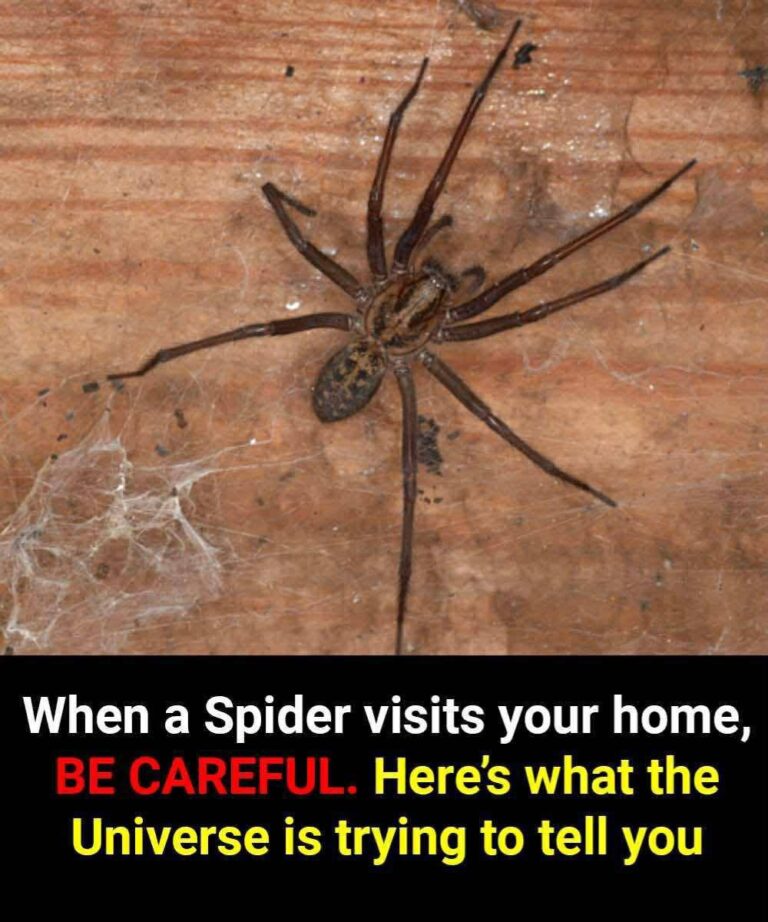 What It Means When You See a Spider in Your Home: Spiritual Signs and Hidden Messages