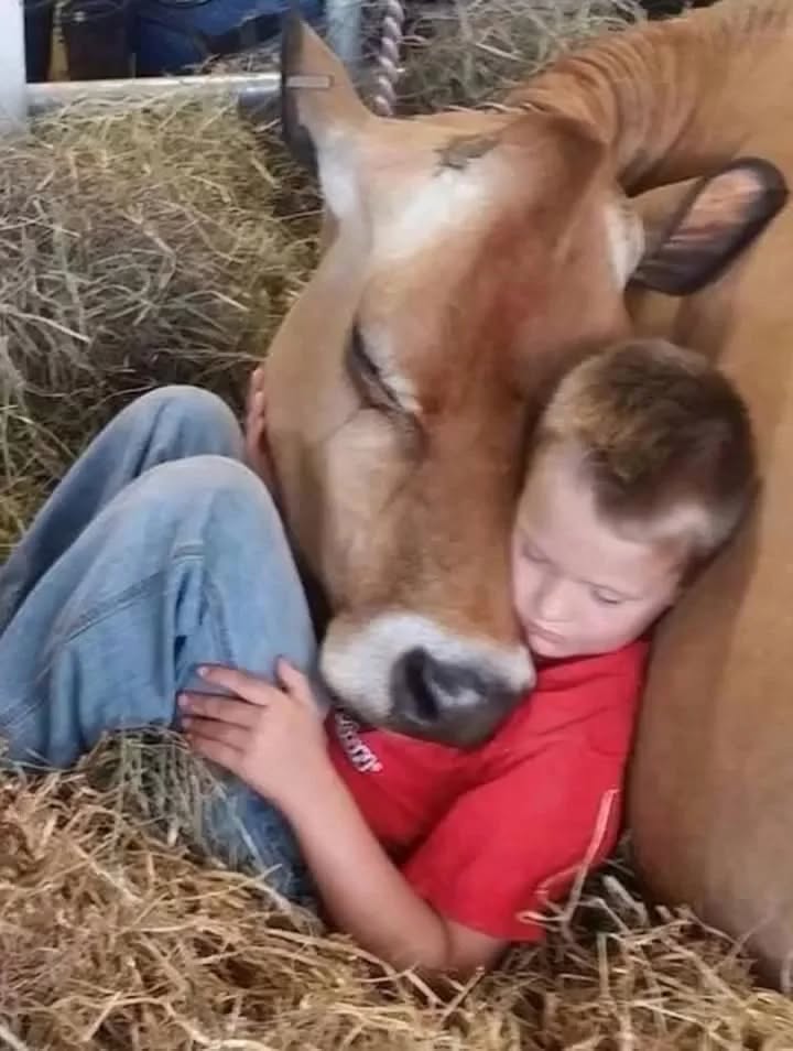 My Brother Refuses to Sleep in His Bed — He Says the Cow Knows What Happened