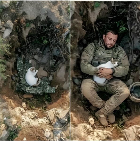 The Soldier Who Found a Friend in a Cat on the Front Lines
