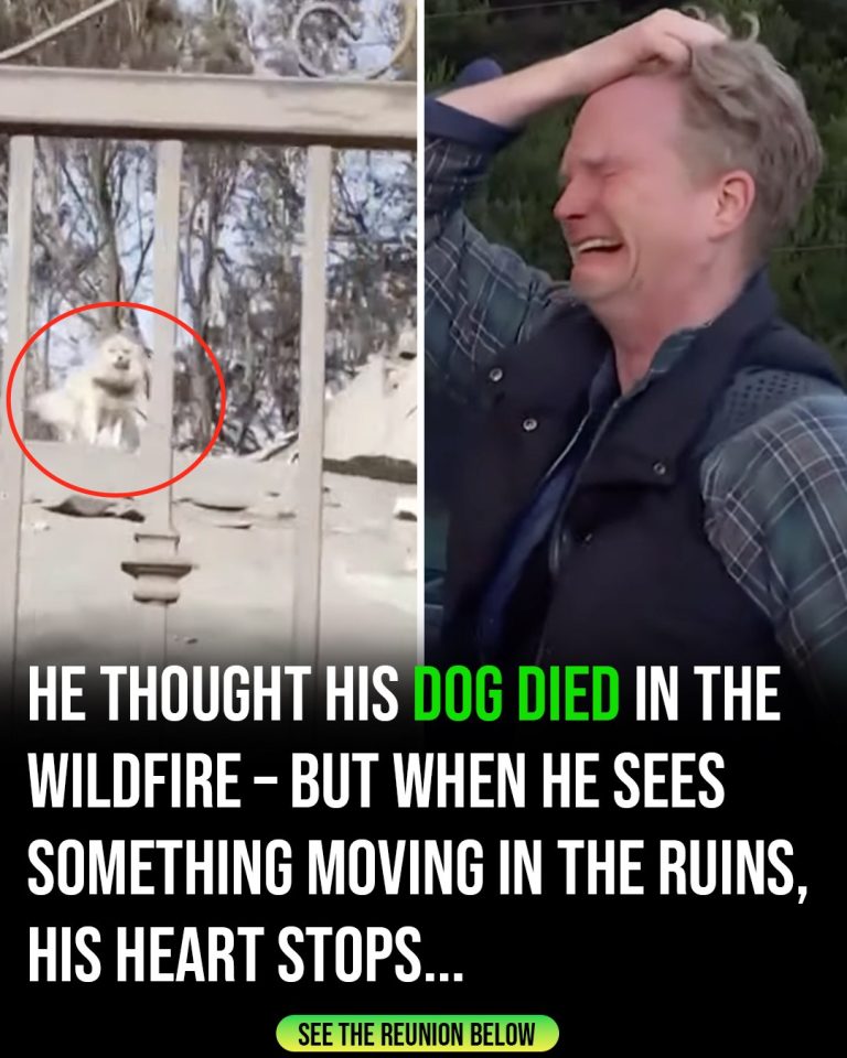After five days apart, man finds his dog following wildfire destruction