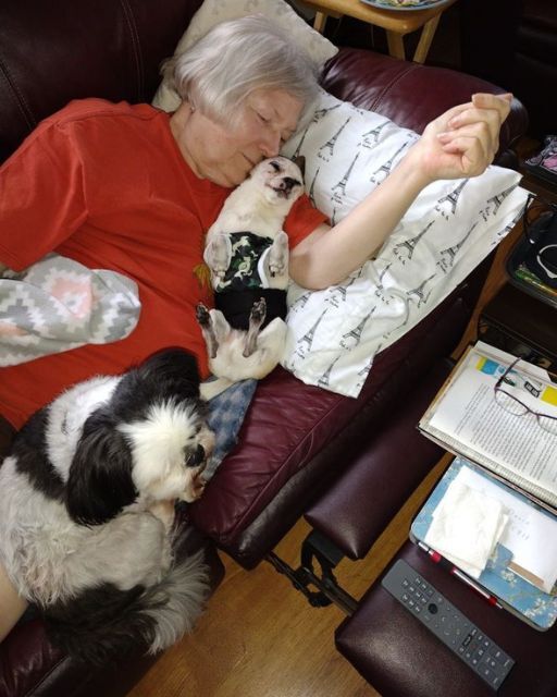 The Dog Would Not Leave Her Side Until Love Spoke Louder Than Silence