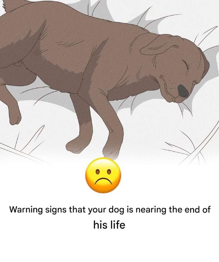 11 Signs Your Dog Is Dying