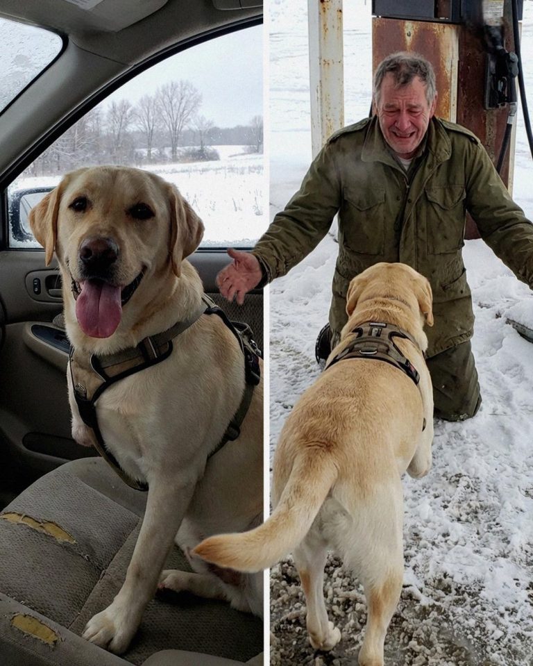 My 3-Legged Dog Recognized a Stranger Before I Did – and It Changed My Life in One Night!