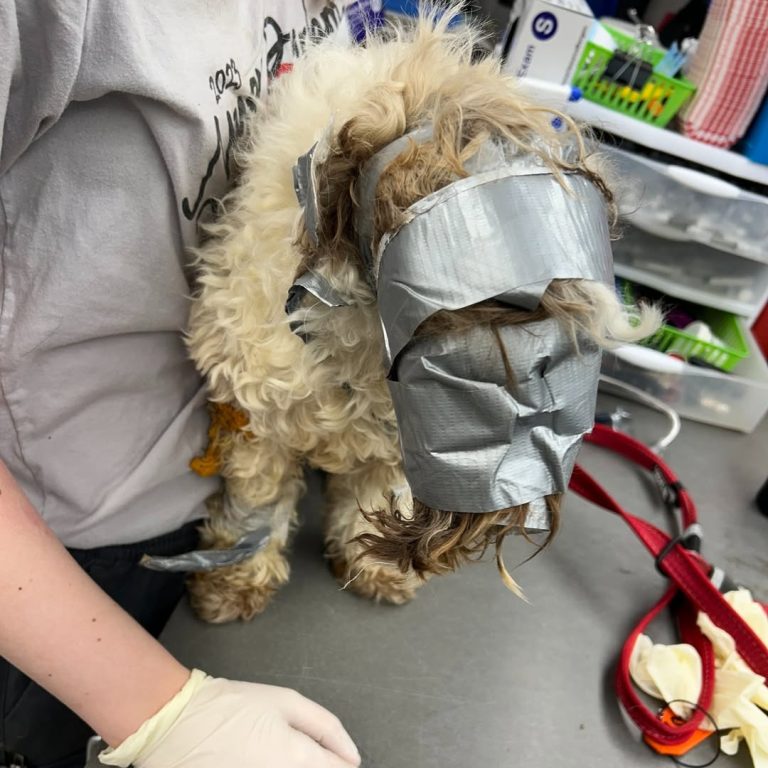 Abandoned dog discovered in dumpster, tightly wrapped in duct tape