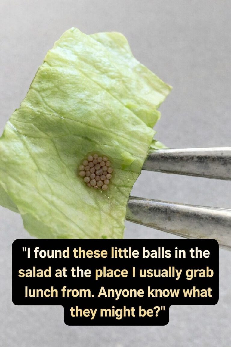 She Thought It Was Quinoa — But the Truth Was Completely Different